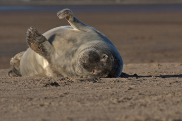 Cute Grey seal pup on the Lincolnshire coast © Stephen Ellis 35