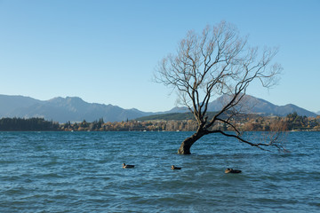 Lake Wanaka in New Zealand