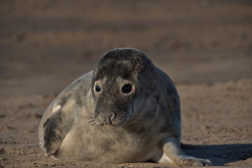 Cute Grey seal pup on the Lincolnshire coast © Stephen Ellis 35