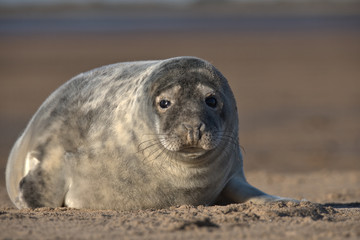Cute Grey seal pup on the Lincolnshire coast