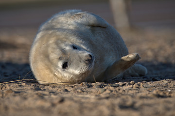 Naklejka premium Cute Grey seal pup on the Lincolnshire coast