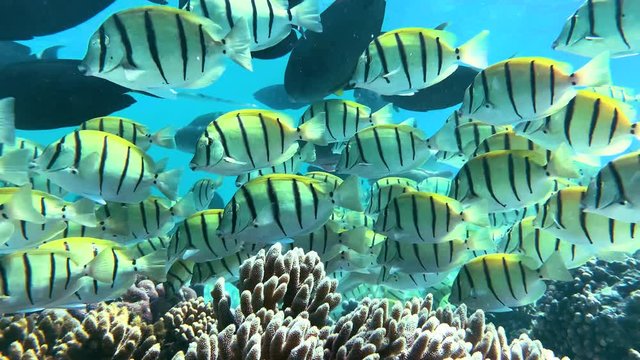 Amazing wall of fish, a shoal of Convict tang off a reef in Ningaloo. Western Australia.