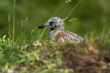 Lesser Black-backed Gull chick - Larus fuscus on Irelands Eye