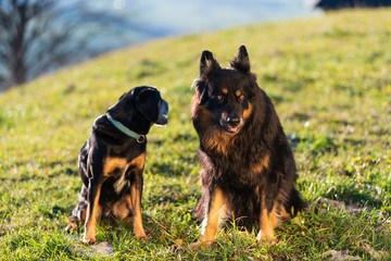 Hund auf einer Wiese