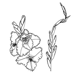 Art sketching of gladiolus flowers on a white background. Design of posters, paintings, postcards, textiles, fabrics, wallpapers, packaging.