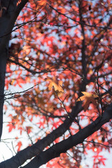 Obraz premium Red Maple Leaves against Blue Sky