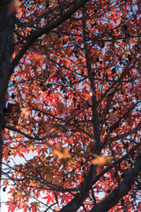 Red Maple Leaves against Blue Sky