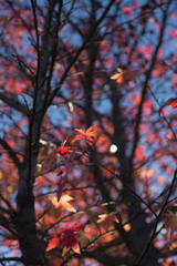 Red Maple Leaves against Blue Sky