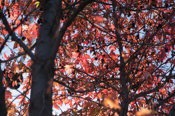 Red Maple Leaves against Blue Sky