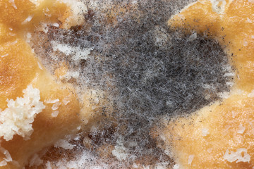 Macro close-up of Bread Mold (Rhizopus) developed over a piece of sugary biscuit.