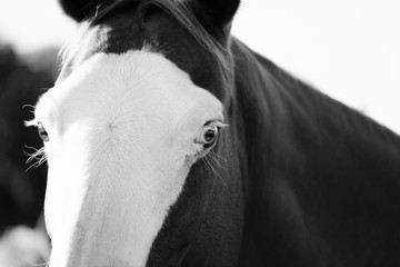 Close up of horse portrait in black and white, bald face markings.