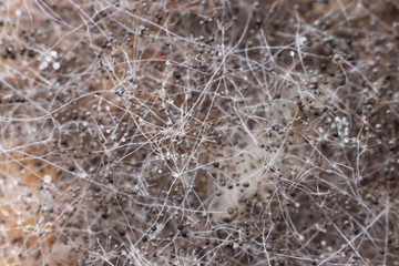 Extreme macro close-up of Bread Mold (Rhizopus)