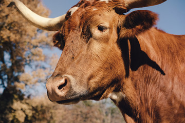 Texas Longhorn cow closeup during fall season on farm.