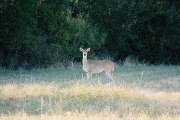 Deer in nature shows mammal wildlife in green field.