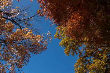 Maple Leaves against Blue Sky
