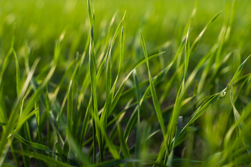 Young wheat seedlings growing on a field in autumn. Young green wheat growing in soil. Agricultural proces. Close up on sprouting rye agriculture on a field sunny day with blue sky. Sprouts of rye.