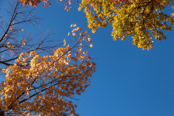 Maple Leaves against Blue Sky