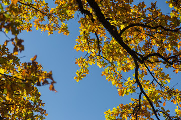 Autumn Leaves against Blue Sky
