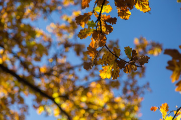 Autumn Leaves against Blue Sky