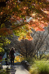 Maple Tree in Garden