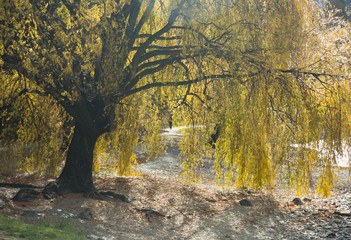 Willow Tree in Queenstown, New Zealand