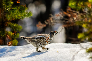 wild partridge in the forest