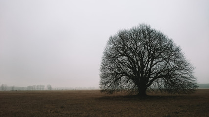 Landschaft mit altem Baum
