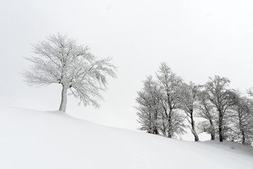 Fototapeta na wymiar Amazing landscape with a lonely snowy tree