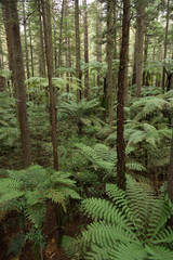Fototapeta premium Fern in Whakarewarewa Forest in New Zealand