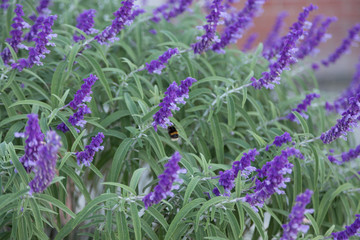 Mexican Bush Sage (Salvia leucantha)