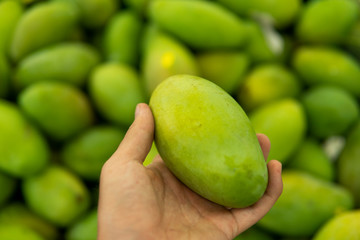 Male hands holding a green juicy fresh mango fruit with a lot of green mangoes on a background. Group of fresh green mango for sell .Thai fruit tropical raw mangoes.