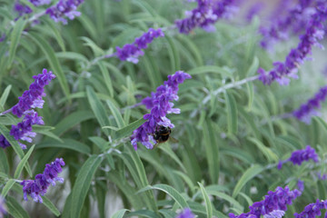 Mexican Bush Sage (Salvia leucantha)