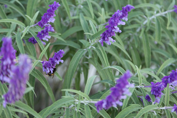 Obraz premium Mexican Bush Sage (Salvia leucantha)