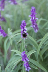 Mexican Bush Sage (Salvia leucantha)
