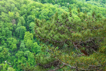 Pines on a green mountain slope.