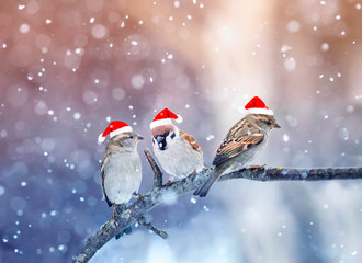 Naklejka na ściany i meble three funny little birds sparrows in Santa's festive red hat sitting on a branch under the snow in the Christmas garden