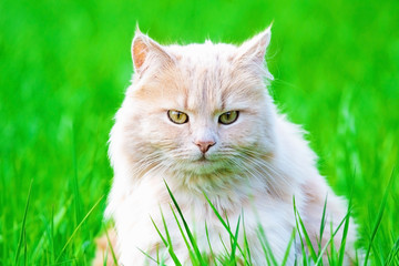 Naklejka na ściany i meble Ginger adult domestic cat sitting in grass and looking to camera