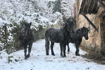 chevaux sous la neige