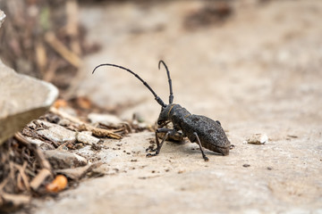 Beetle Large oak barbel - Cerambyx cerdo. Beetle woodcutter