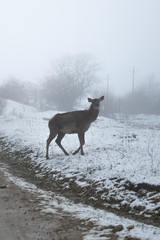Deer in the winter landscape. Deer close up. Snowing