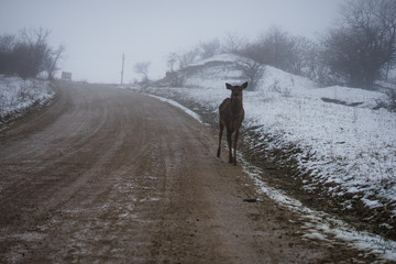 Deer in the winter landscape. Deer close up. Snowing