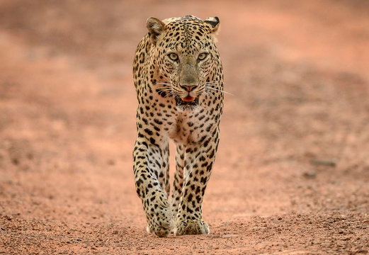 Adult Leopard