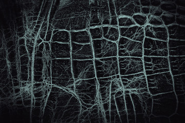 Black crocodile skin texture, as background.