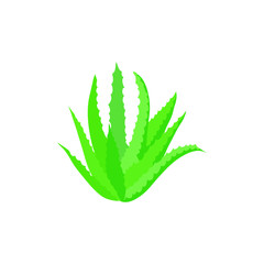Aloe vera plant isolated on white, vector flat illustration.