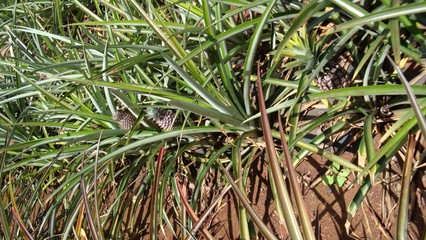Vegetation 