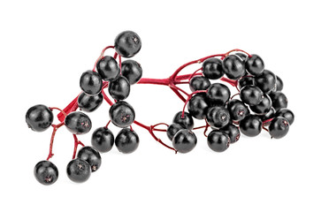 Branch of black elderberry on a white background, healthy food. Selective focus.