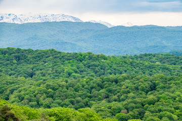 Thick forest on the mountainside. Snow capped mountains visible on the horizon