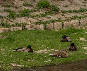 Sleeping ducks near Brumovka river in spring cloudy day