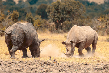 Fototapeta premium White Rhinoceros fighting