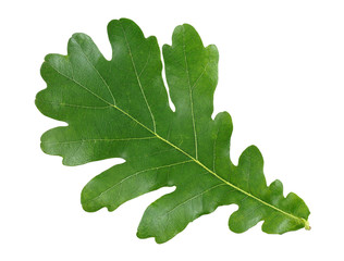Oak green leaf isolated on white background, top view.